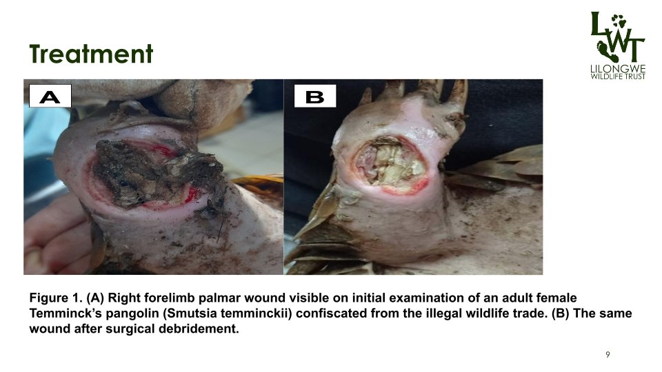 T3-LUANAR-Presumed-Tetanus-in-Pangolins-02092023-Laston-Chimaliro_p_09